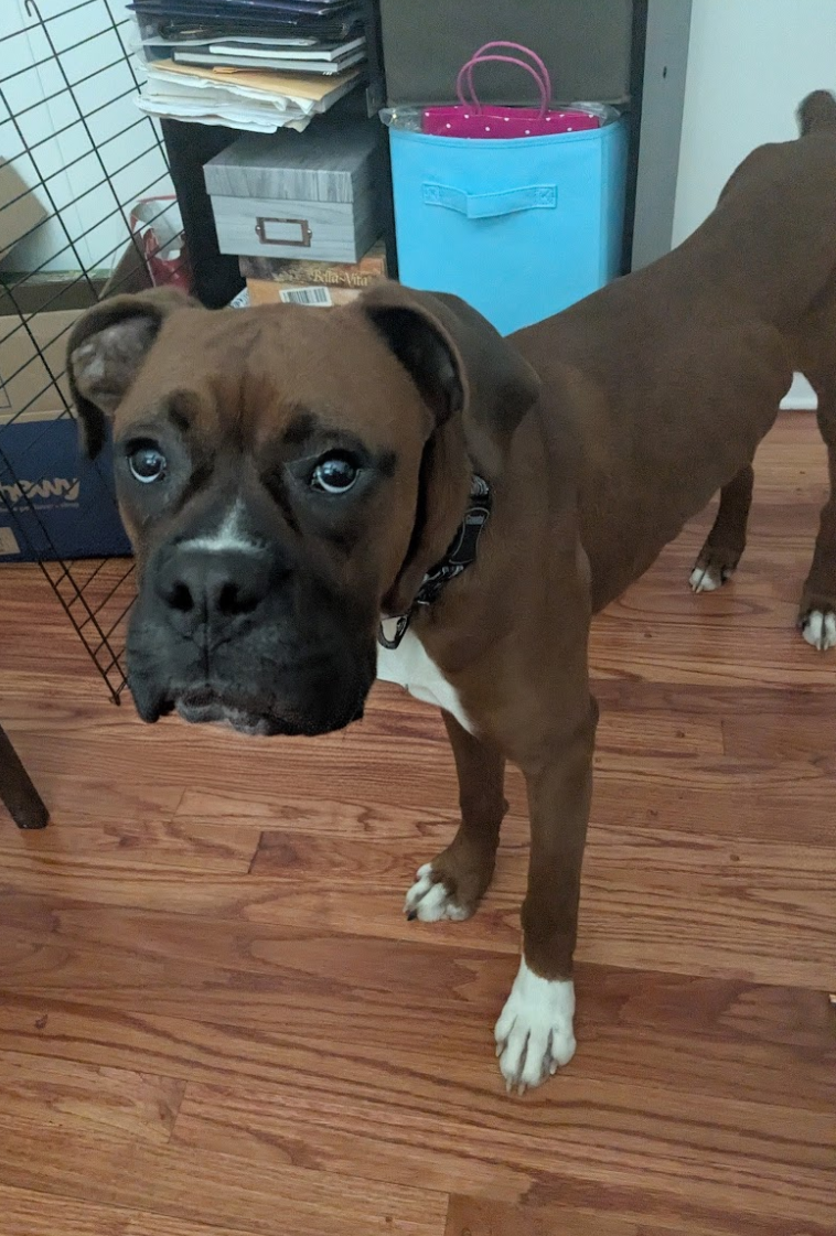 Bo - ADOPTION PENDING!!!