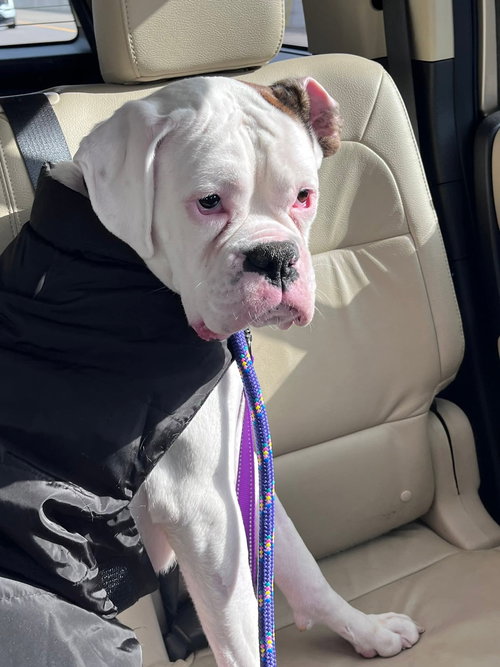 Dottie - FOSTER ME!!, an adoptable Boxer in Burnsville, MN