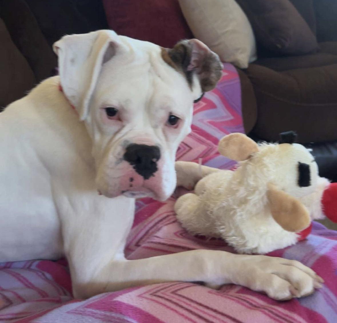 Dottie - ADOPTION INTEREST!!!