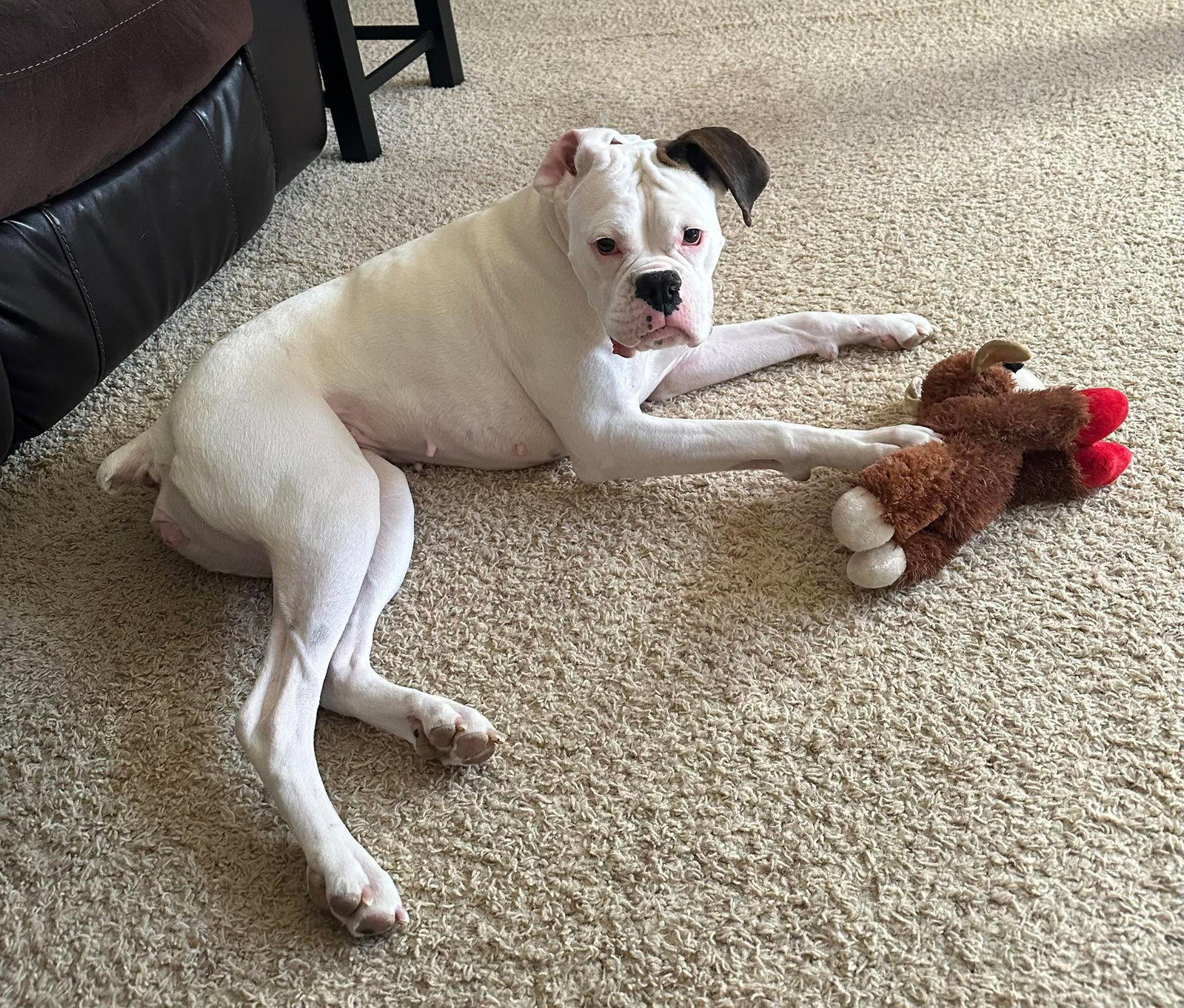 Dottie - UNDER MEDICAL CARE/SURGERY NEEDED!!