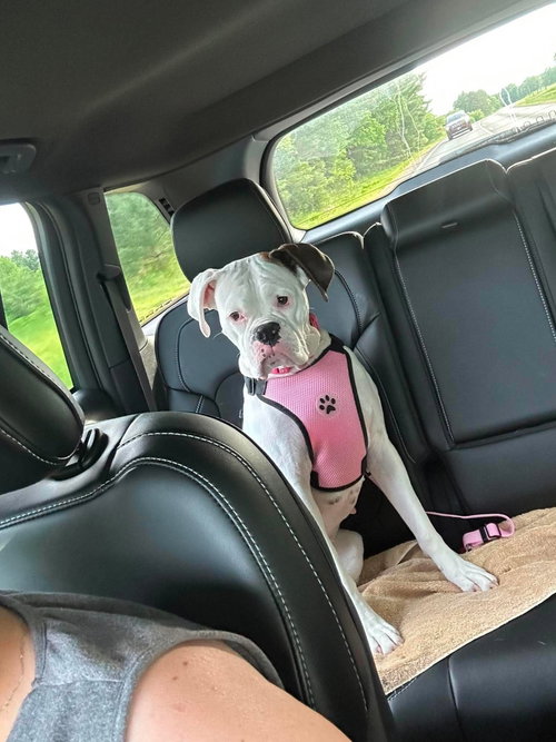 Dottie - UNDER MEDICAL CARE/SURGERY NEEDED photo 2