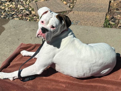 Dottie - UNDER MEDICAL CARE/SURGERY NEEDED photo 3