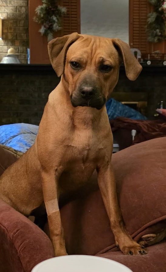 Nala