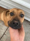 Nala