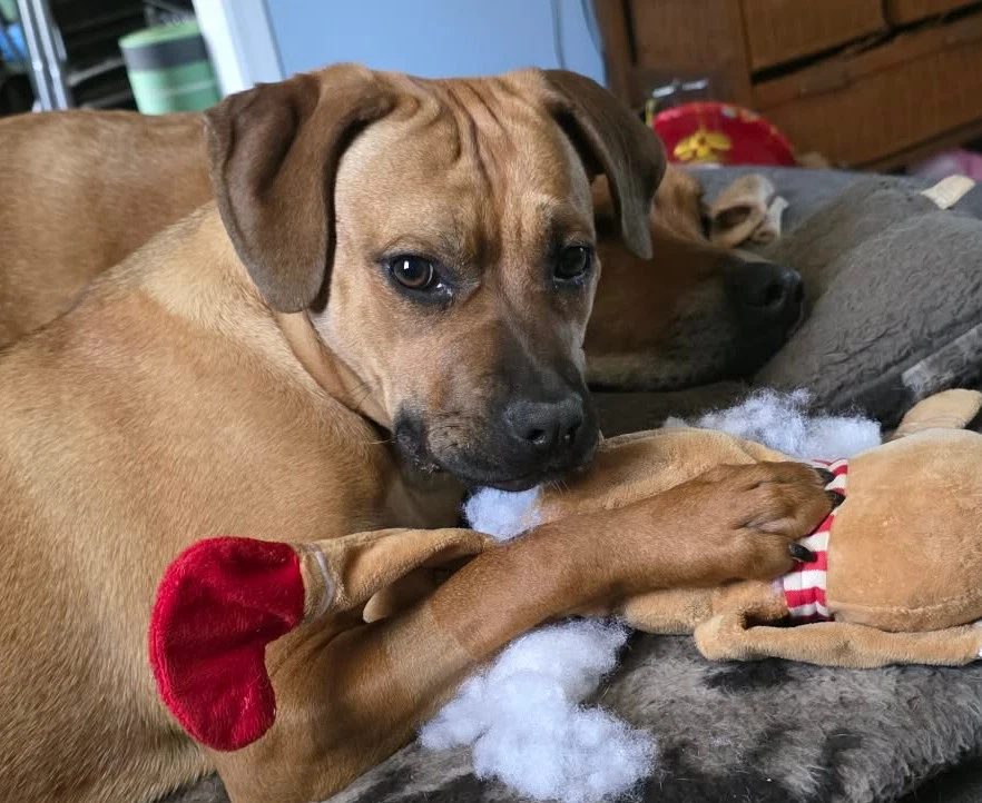 Nala