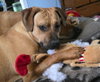 Nala (foster mom calls her Betty)
