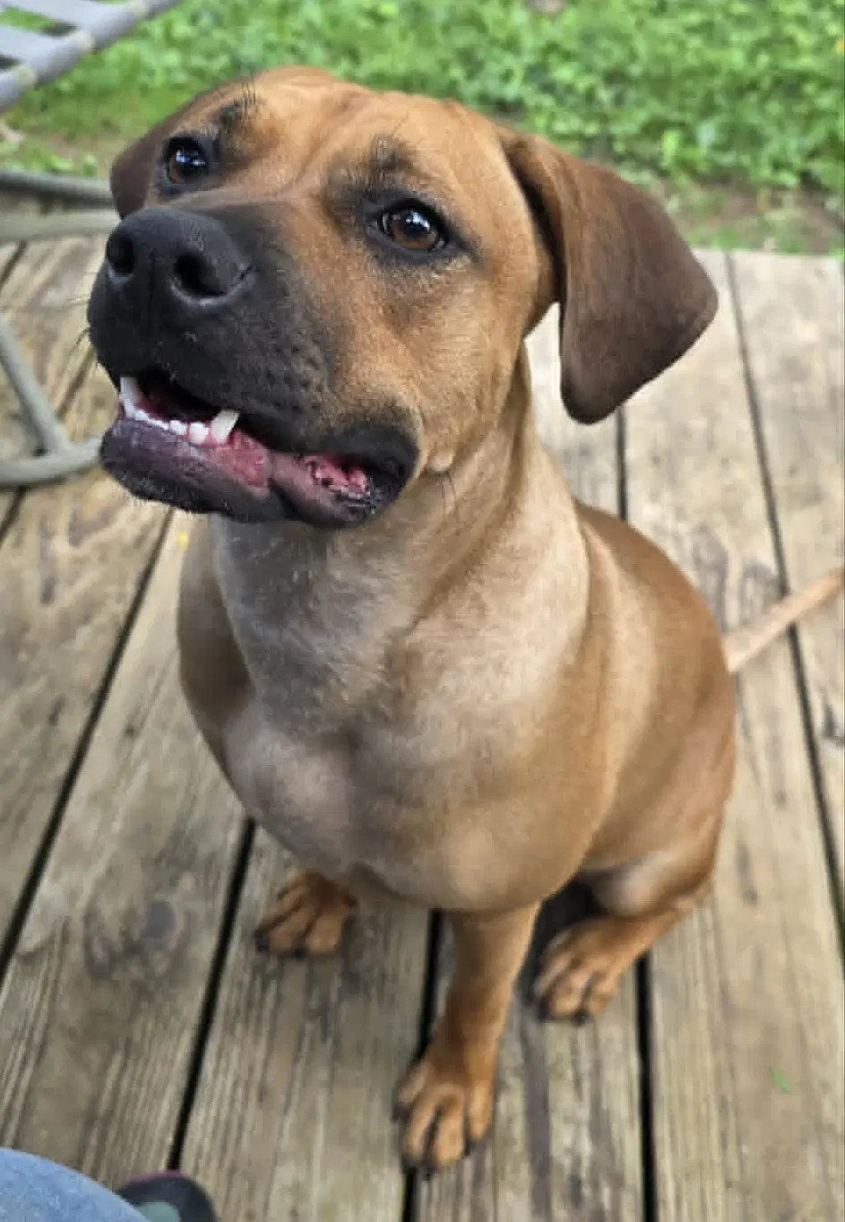 Nala image 3