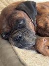 Gemma - ADOPTION INTEREST!!