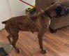 Gemma - ADOPTION INTEREST!!