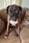 Gemma - ADOPTION INTEREST!!
