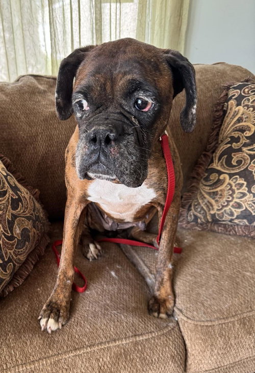 Gemma, an adoptable Boxer in Burnsville, MN