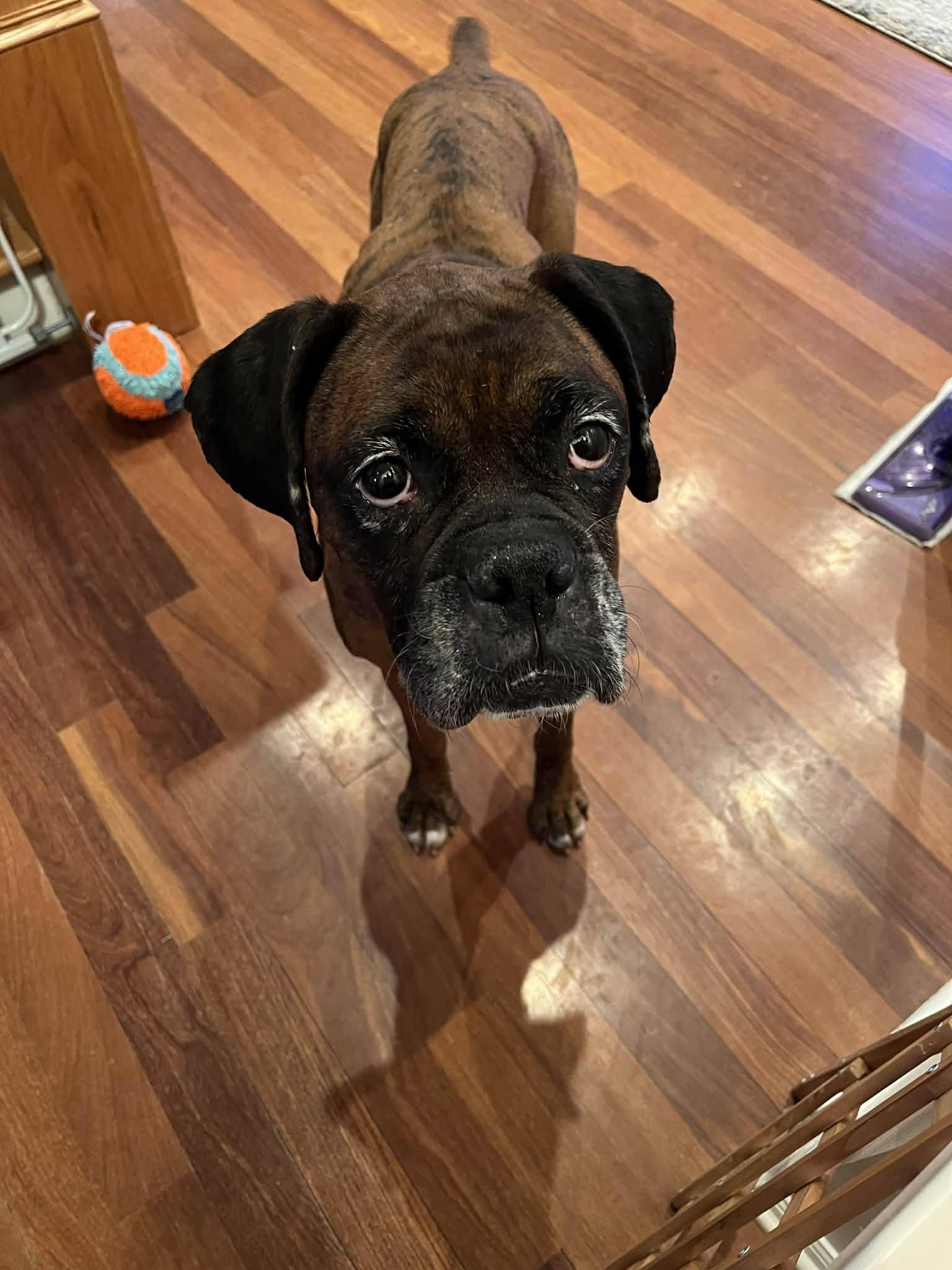 Gemma - Adoption Interest