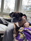 Gemma - ADOPTION INTEREST!!