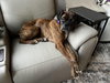 Gemma - ADOPTION INTEREST!!