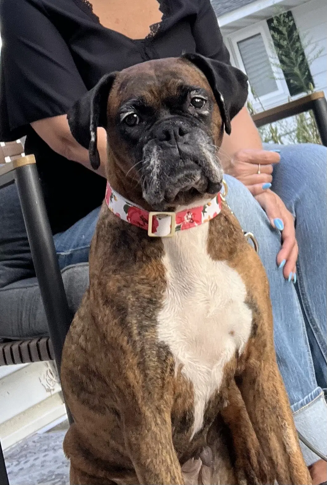 Gemma - Adoption Interest image 2