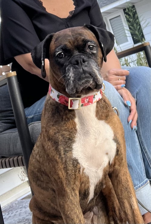 Gemma