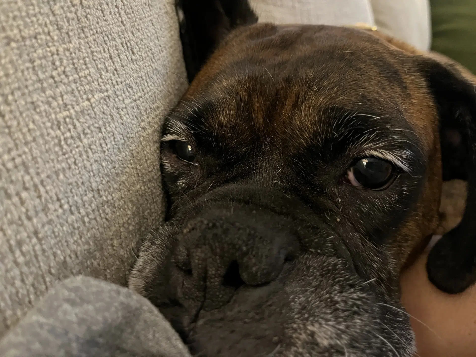 Gemma - Adoption Interest image 4