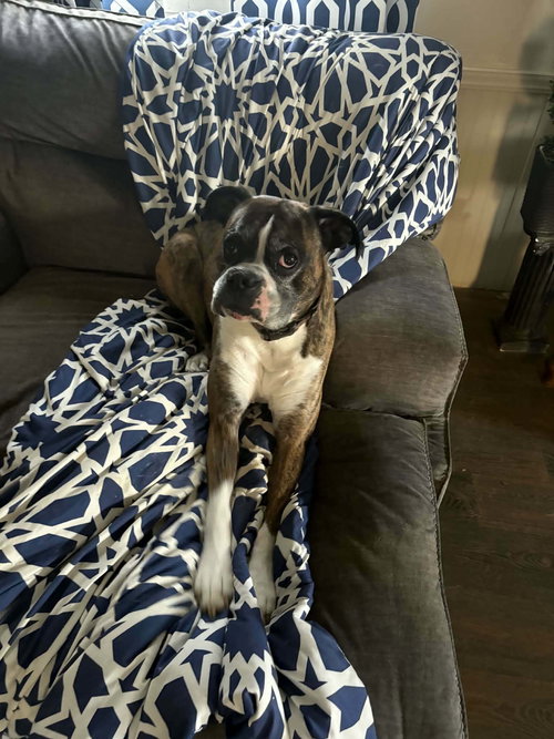 picture of the dog needing adoption