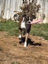Rocko - ADOPTION PENDING!!