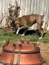 Rocko - ADOPTION PENDING!!