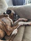 Rocko - ADOPTION PENDING!!