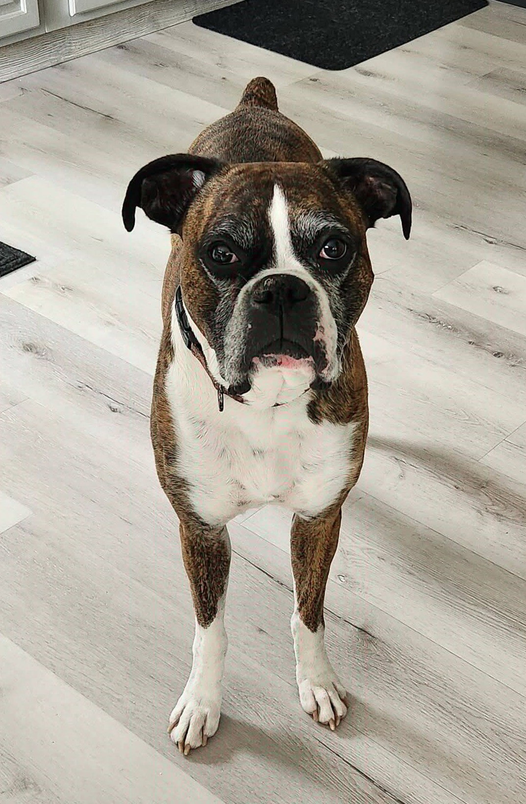 Rocko