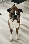 Rocko - ADOPTION INTEREST!!