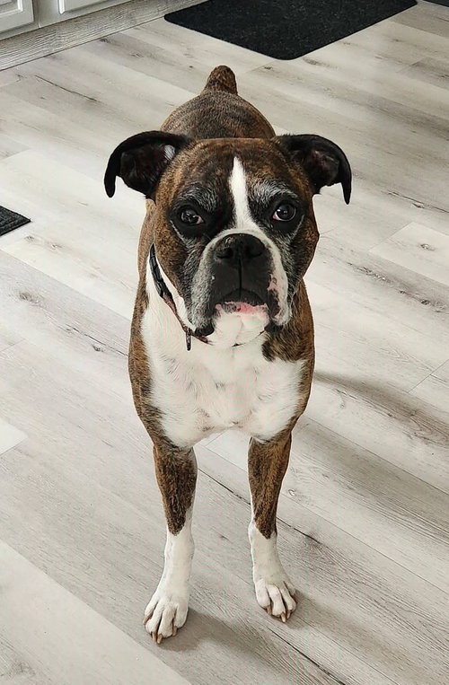 Rocko, an adoptable Boxer in Burnsville, MN