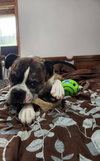 Rocko - ADOPTION PENDING!!