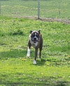 Rocko - ADOPTION PENDING!!