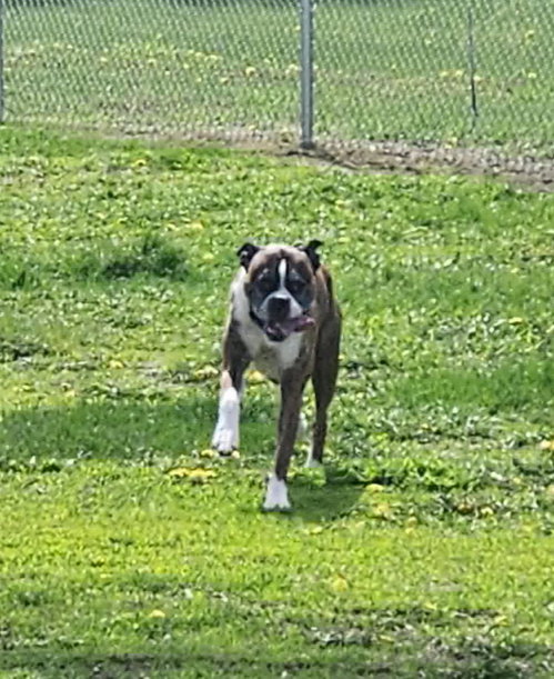 Rocko - ADOPTION PENDING photo 4