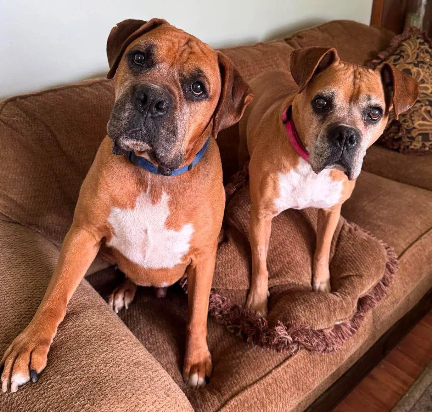 Danny - Foster Or Adopt Me With Sandy - Boxer