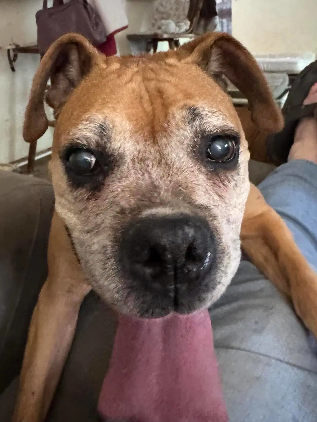 Sandy - Foster Or Adopt Me With Danny image 2