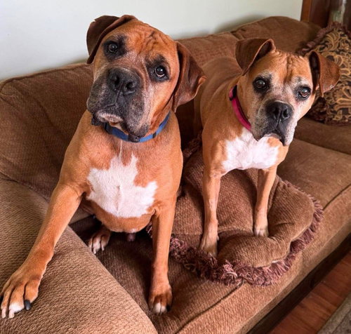 Sandy - FOSTER OR ADOPT ME WITH DANNY!!
