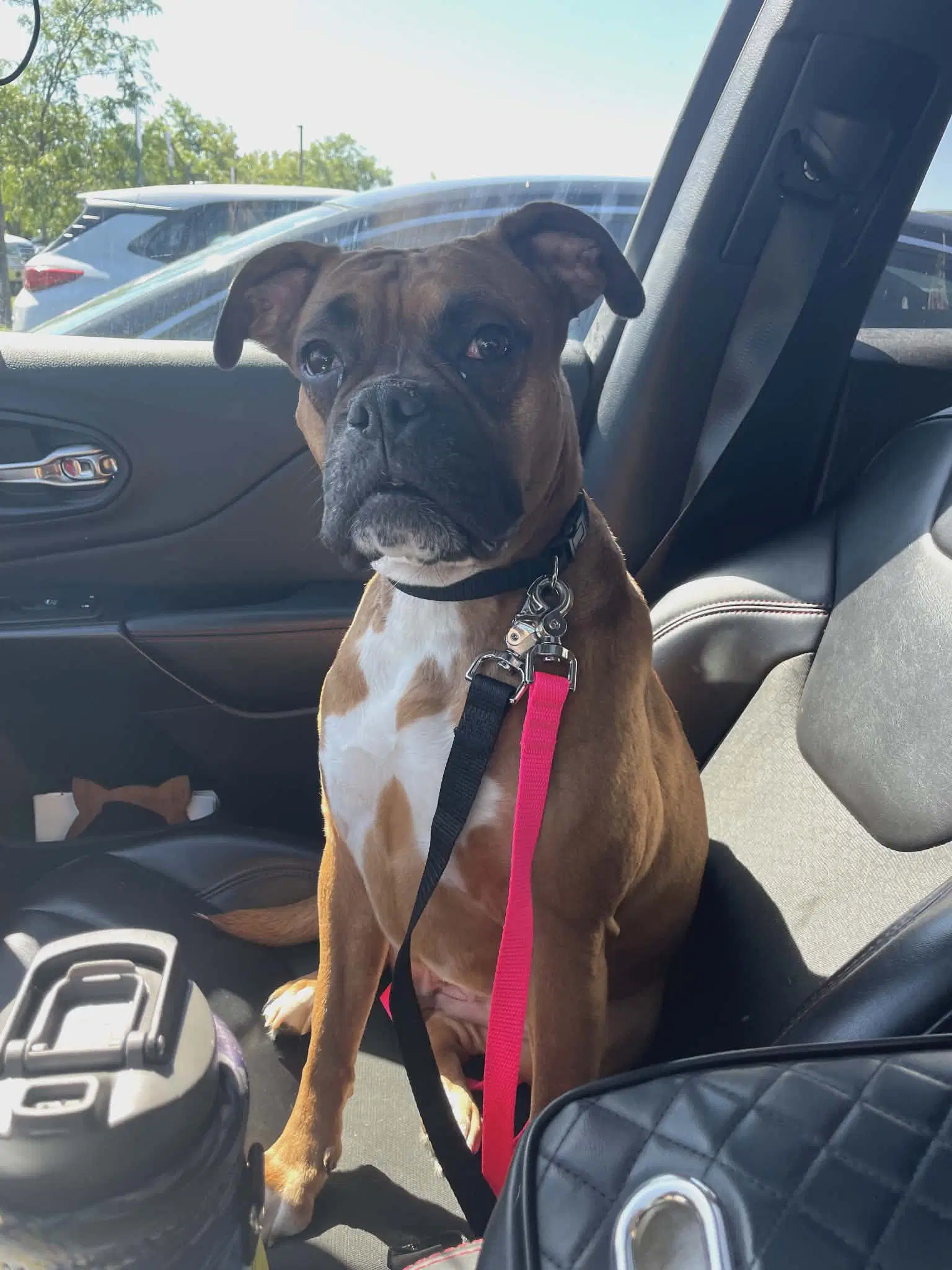 Bailey - Boxer