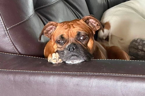 Bailey