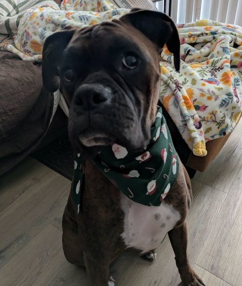 Maverick