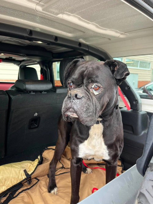 Prince, an adoptable Boxer in Burnsville, MN