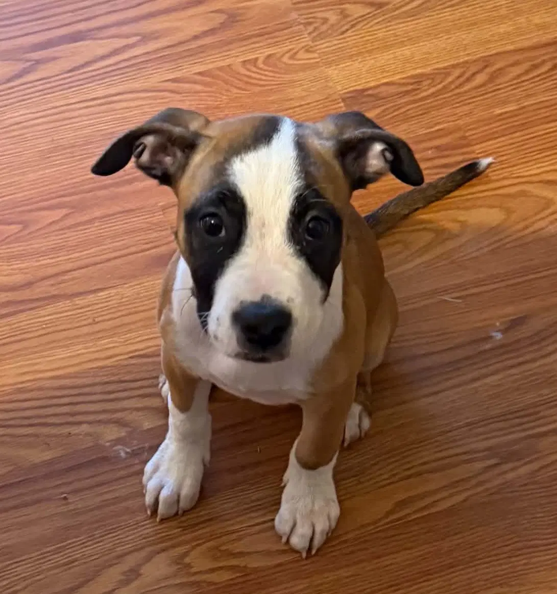Lovebug - Boxer