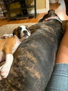 Lovebug aka Junebug