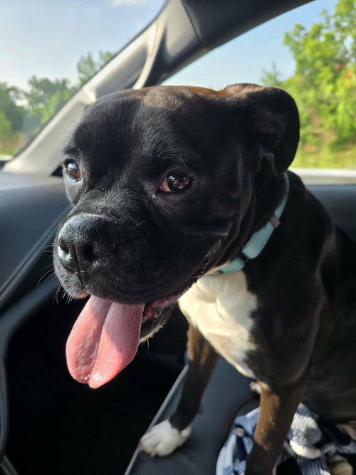 Pup Aka Duke