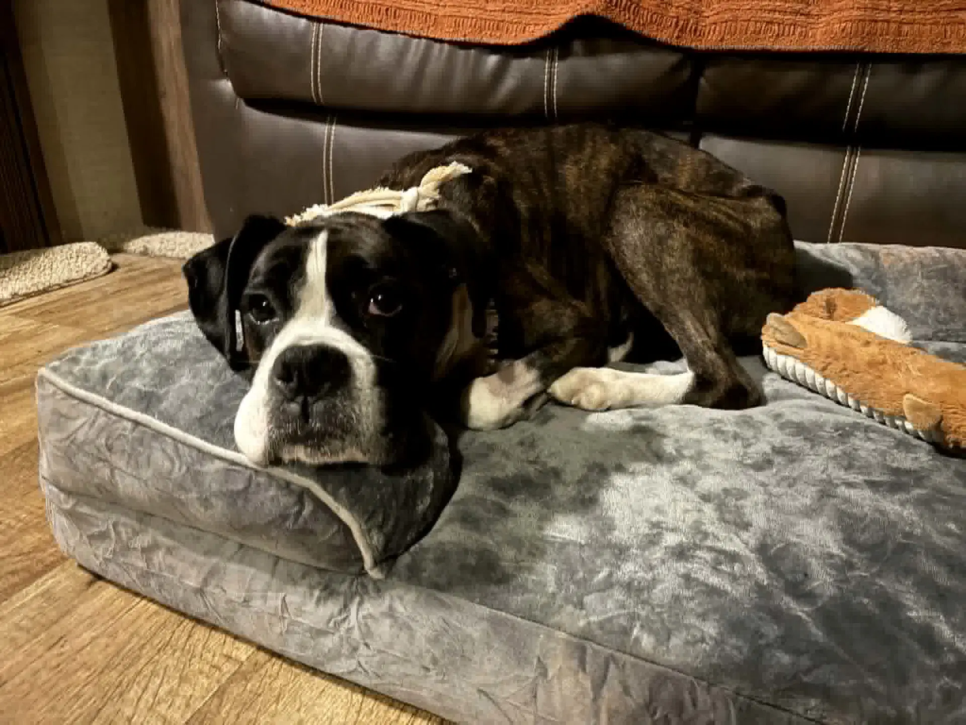 Harper - Boxer