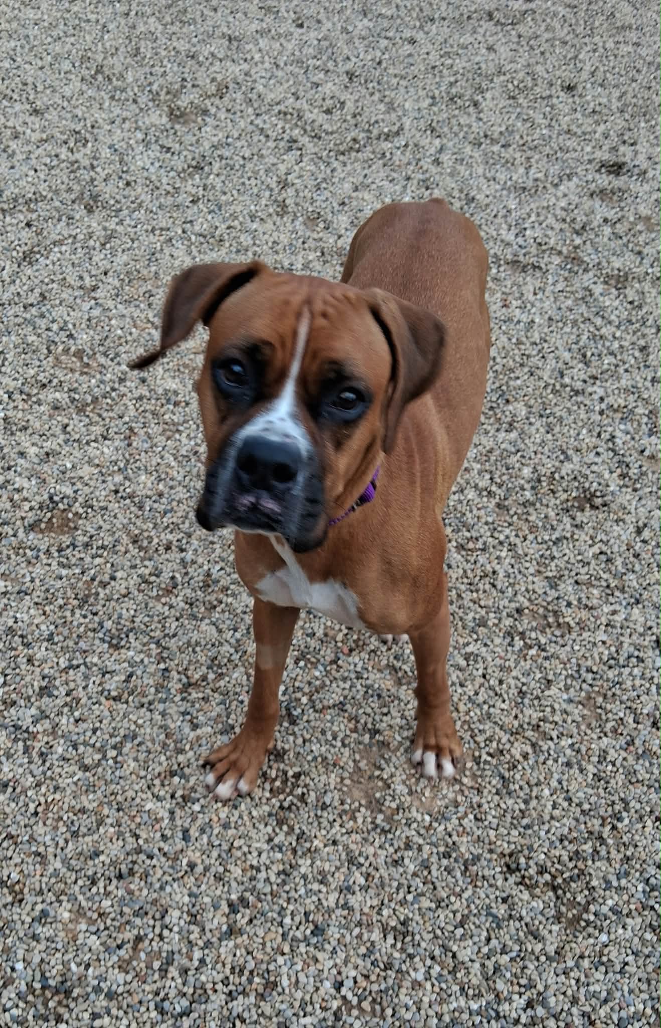 Jenny - Adoption Interest