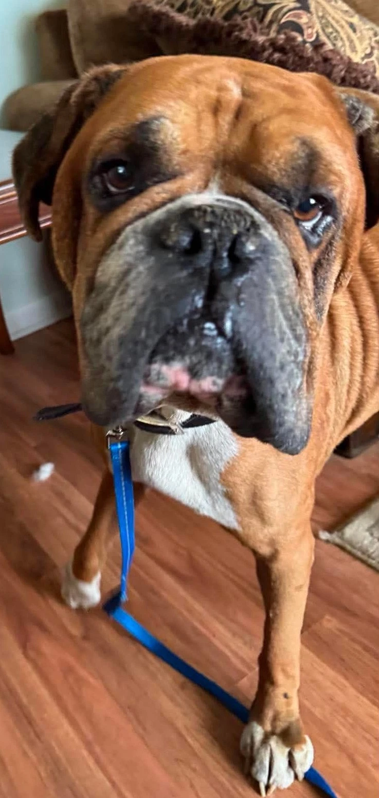 Lance - Adoption Interest