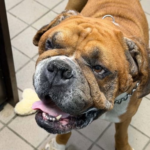 Photo 5 of Lance - ADOPTION PENDING!!!