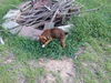 Rusty