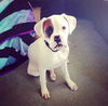 Cooper