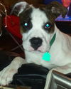Cooper