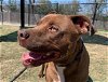 adoptable Dog in temple, TX named PATTON
