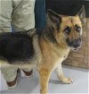 adoptable Dog in temple, TX named SHELBY